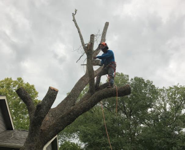 Momo's Tree Service: Service Image-2 Momo's Tree Service: Service Image-2