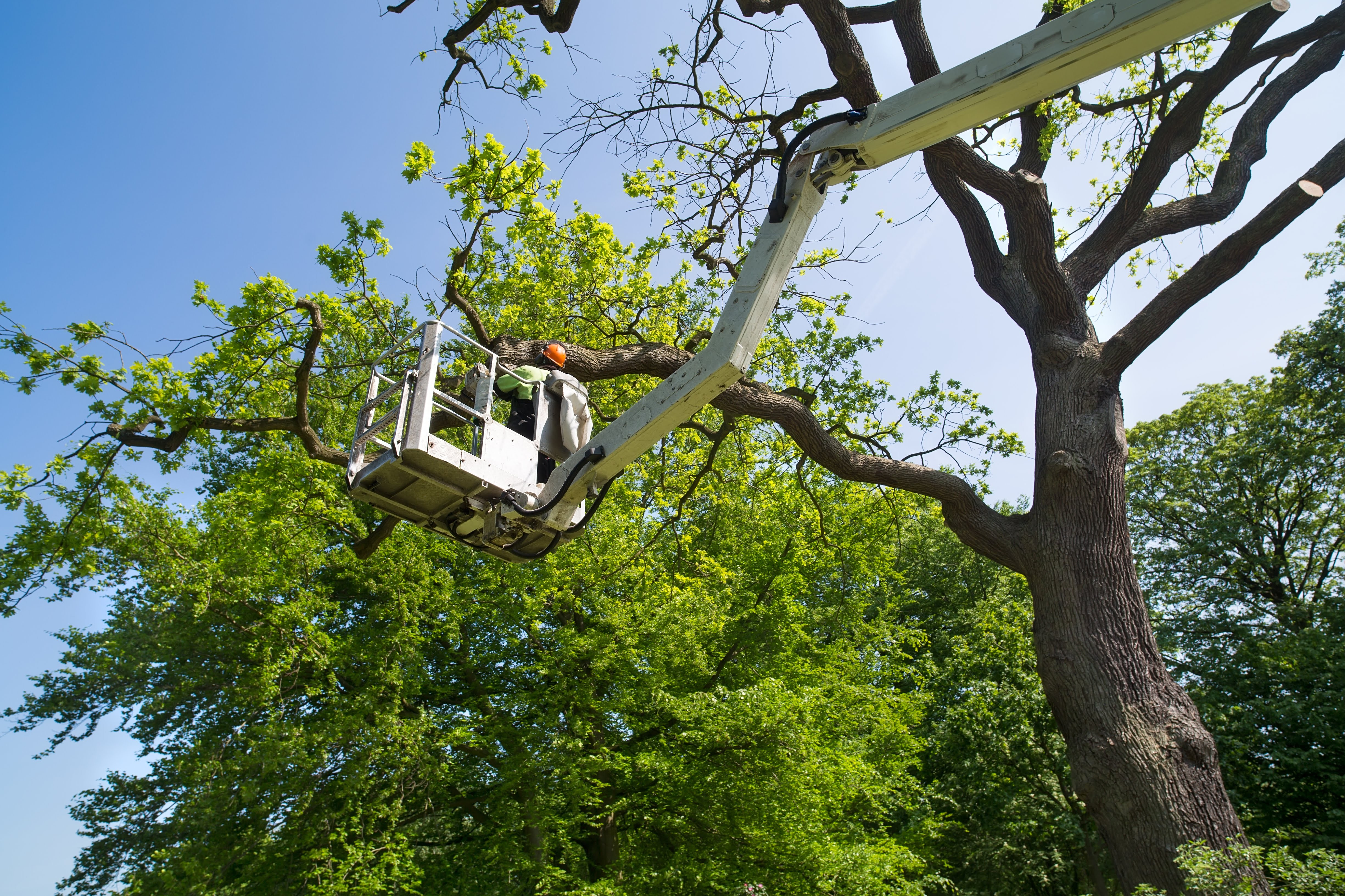 Momo's Tree Service: Service Image-0